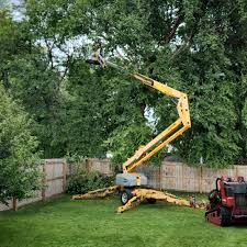 Best Tree Disease Treatment  in Richfield Springs, NY